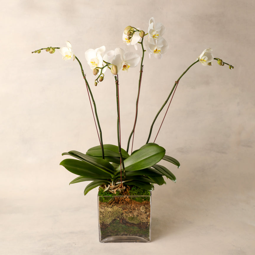 Vaso /Orchidea 7F A4C Diam 10*H38 vendita online - negozio cinese Fiore E  Piante